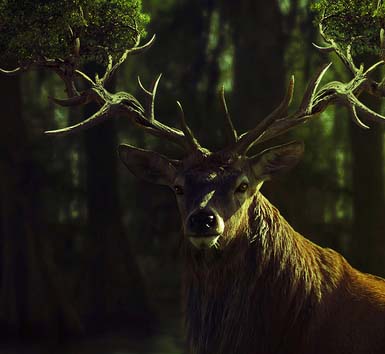 云呼网页版免费试用